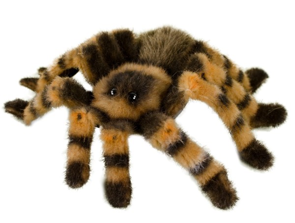 Kösen Rotknievogelspinne 22 cm